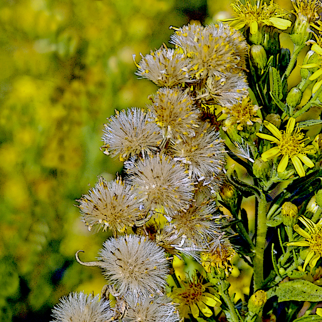 FIORITURE MEDITERRANEE (23).JPG